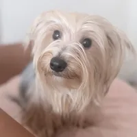 Luna, a female Yorkshire Terrier for sale in Philadelphia, PA – Photo 1 of 5