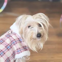Luna, a female Yorkshire Terrier for sale in Philadelphia, PA – Photo 5 of 5