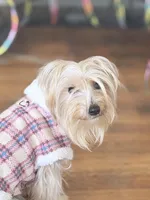 Luna, a female Yorkshire Terrier for sale in Philadelphia, PA – Photo 5 of 5