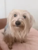 Luna, a female Yorkshire Terrier for sale in Philadelphia, PA – Photo 4 of 5