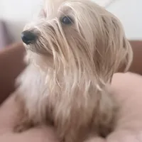 Luna, a female Yorkshire Terrier for sale in Philadelphia, PA – Photo 2 of 5