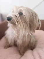 Luna, a female Yorkshire Terrier for sale in Philadelphia, PA – Photo 2 of 5