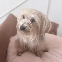 Luna, a female Yorkshire Terrier for sale in Philadelphia, PA – Photo 3 of 5