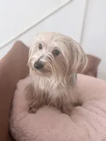 Luna, a female Yorkshire Terrier for sale in Philadelphia, PA – Photo 3 of 5