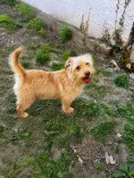 Simba, a male Morkie for sale in Philadelphia, PA – 1 of 1