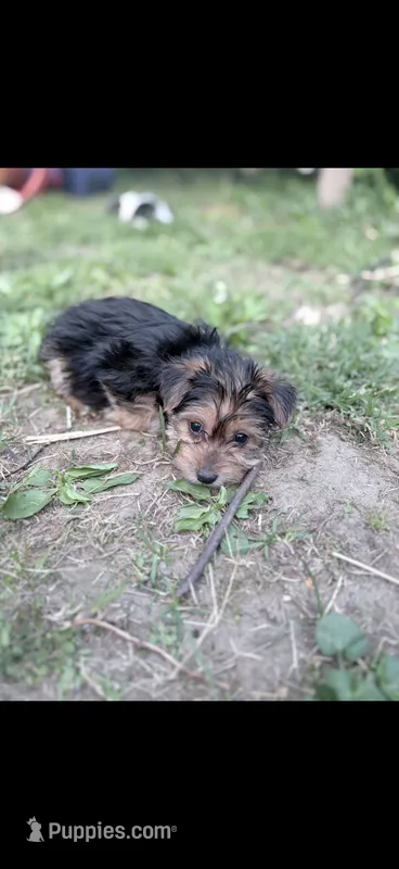 Prince  – Morkie puppy for sale in Philadelphia, PA