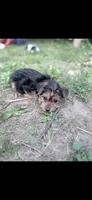 Prince , a male Morkie for sale in Philadelphia, PA – 1 of 1
