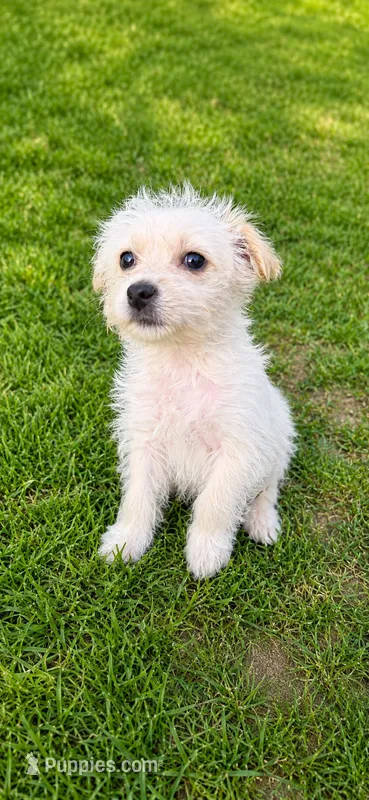Princess  – Morkie puppy for sale in Philadelphia, PA
