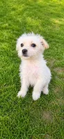 Princess , a female Morkie for sale in Philadelphia, PA – 1 of 1