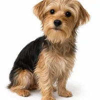 Duke, a male Morkie for sale in Philadelphia, PA – 1 of 1