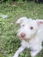 Snowy , a male Morkie for sale in Philadelphia, PA – 3 of 3