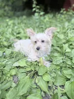 Mimi, a female Morkie for sale in Philadelphia, PA – 2 of 5