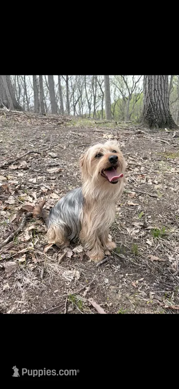 Duke – Morkie puppy for sale in Philadelphia, PA