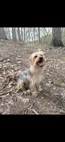 Duke, a male Morkie for sale in Philadelphia, PA – 1 of 1