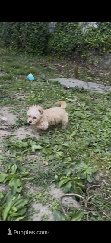 Mimi – Morkie puppy for sale in Philadelphia, PA