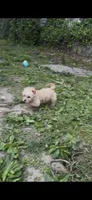 Mimi, a female Morkie for sale in Philadelphia, PA – 1 of 2