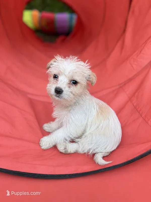 Missy – Morkie puppy for sale in Philadelphia, PA