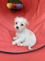 Missy, a female Morkie for sale in Philadelphia, PA – 1 of 1