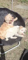 Snowy , a male Morkie for sale in Philadelphia, PA – 2 of 2