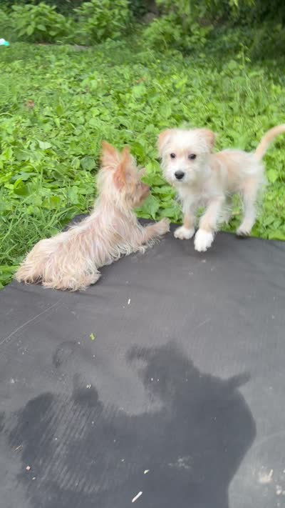 Mimi, a female Morkie for sale in Philadelphia, PA – 4 of 5