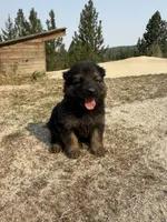 German Shepherd puppy, a male German Shepherd Dog for sale in Spokane, WA – 2 of 2