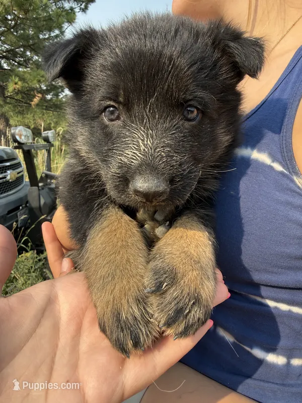 German shepherd puppy – German Shepherd Dog puppy for sale in Spokane, WA