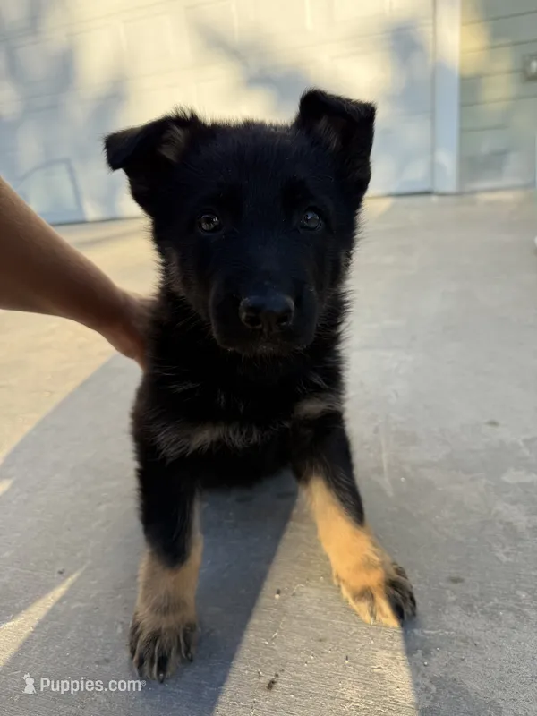 German Shepherd puppy – German Shepherd Dog puppy for sale in Spokane, WA
