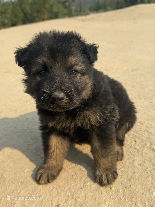 German Shepherd puppy – German Shepherd Dog puppy for sale in Spokane, WA