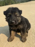 German Shepherd puppy, a male German Shepherd Dog for sale in Spokane, WA – 1 of 2