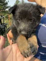 German shepherd puppy, a female German Shepherd Dog for sale in Spokane, WA – 2 of 2