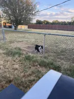 Blue, a male Toy Australian Shepherd for sale in Baird, TX – 2 of 3