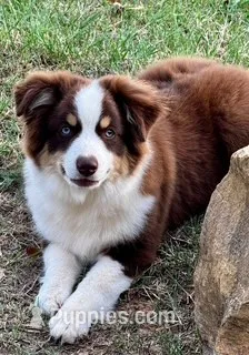 Finn – Miniature Australian Shepherd puppy for sale in Baird, TX