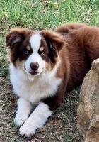 Finn, a male Miniature Australian Shepherd for sale in Baird, TX – 1 of 4