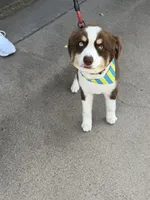 Finn, a male Miniature Australian Shepherd for sale in Baird, TX – 3 of 4