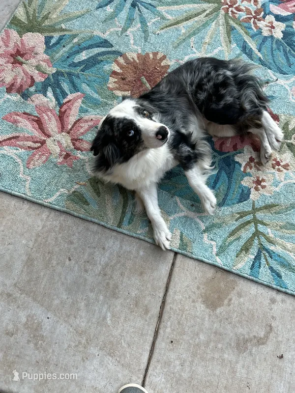 V – Miniature Australian Shepherd puppy for sale in Baird, TX
