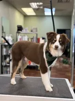 Finn, a male Miniature Australian Shepherd for sale in Baird, TX – 2 of 4