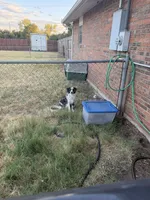V, a female Miniature Australian Shepherd for sale in Baird, TX – 2 of 2