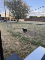 Blue, a male Toy Australian Shepherd for sale in Baird, TX – 3 of 3