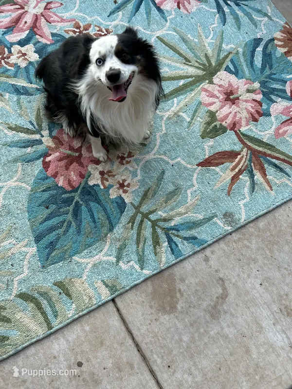 Blue – Toy Australian Shepherd puppy for sale in Baird, TX