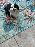 Blue, a male Toy Australian Shepherd for sale in Baird, TX – 1 of 3