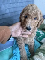 Blossom, a female Goldendoodle for sale in Oahu, HI – 3 of 3