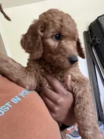 Bambi, a female Goldendoodle for sale in Oahu, HI – 3 of 4