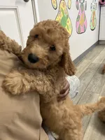 Buttercup, a female Goldendoodle for sale in Oahu, HI – 3 of 4