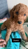 Bambi, a female Goldendoodle for sale in Oahu, HI – 1 of 4