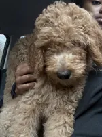 Belle, a female Goldendoodle for sale in Oahu, HI – 2 of 3