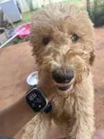 Buttercup, a female Goldendoodle for sale in Oahu, HI – 2 of 4