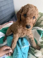 Bambi, a female Goldendoodle for sale in Oahu, HI – 2 of 4