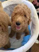 Belle, a female Goldendoodle for sale in Oahu, HI – 3 of 3