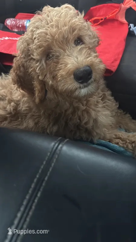Belle – Goldendoodle puppy for sale in Oahu, HI