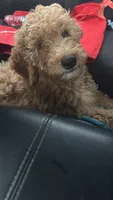 Belle, a female Goldendoodle for sale in Oahu, HI – 1 of 3
